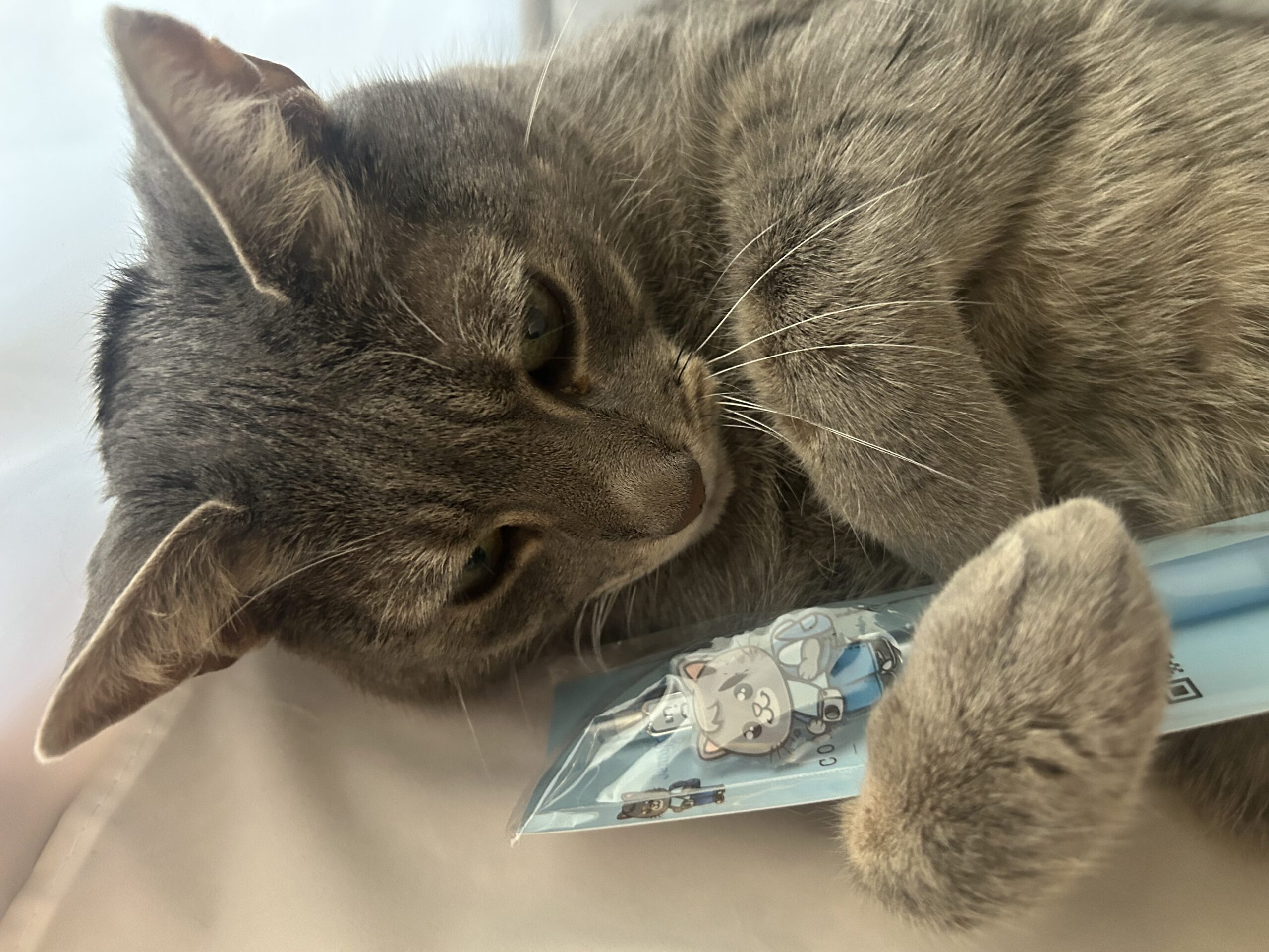 Skimble the Cat pen tip detail